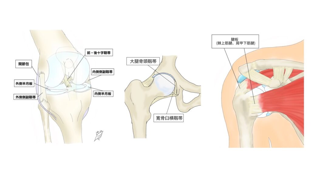 膝・股関節・肩の構造解説イラスト
